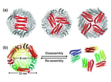 【Published】Single-molecule level dynamic observation of disassembly of the apo-ferritin cage in solution