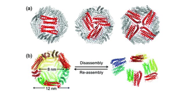 【Published】Single-molecule level dynamic observation of disassembly of the apo-ferritin cage in solution