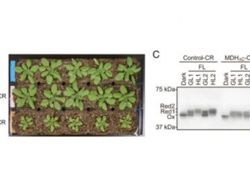 【Published】Redox regulation of NADP-malate dehydrogenase is vital for land plants under fluctuating light environment