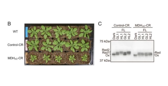 【Published】Redox regulation of NADP-malate dehydrogenase is vital for land plants under fluctuating light environment