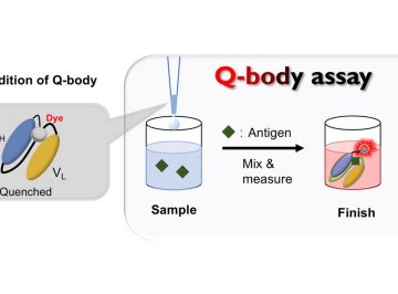 Recent Advances in Quenchbody, a Fluorescent Immunosensor