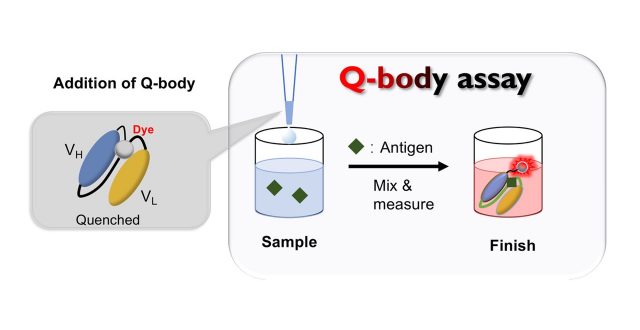 Recent Advances in Quenchbody, a Fluorescent Immunosensor