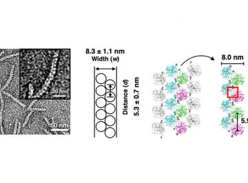 【Published】Design of an In‐Cell Protein Crystal for the Environmentally Responsive Construction of a Supramolecular Filament