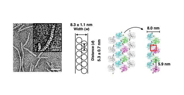 【Published】Design of an In‐Cell Protein Crystal for the Environmentally Responsive Construction of a Supramolecular Filament