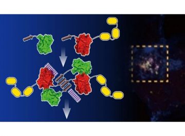 In a Supramolecular Realm: Advances in Intracellular Spaces with De Novo Designed Peptide