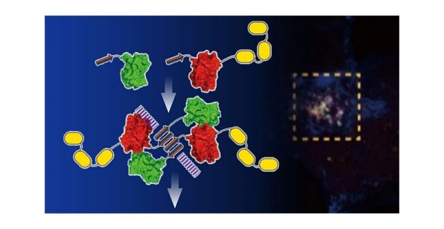 In a Supramolecular Realm: Advances in Intracellular Spaces with De Novo Designed Peptide