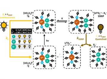 Quenching mechanism of uranyl luminescence clarified