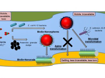 Microbial Origin of Slenium Nanoparticle Determines Its Fate