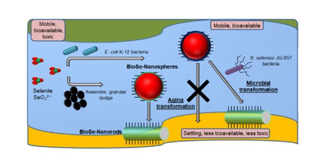 Microbial Origin of Slenium Nanoparticle Determines Its Fate