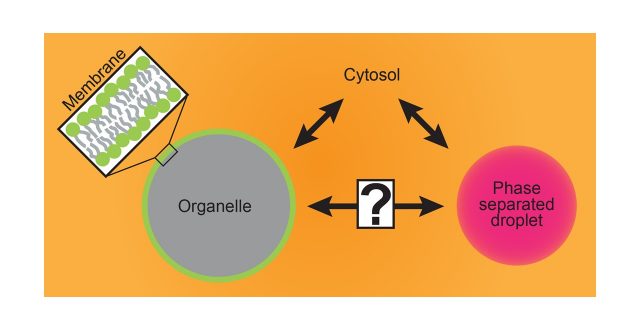 【Perspective】 “wetting” provides various physiological functions in cells by governing interactions between phase separated droplets and membranes