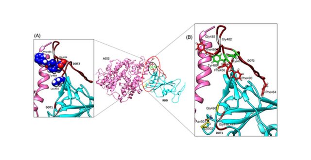 【Published】Tackling Covid-19 using disordered-to-order transition of residues in the spike protein upon angiotensin-converting enzyme 2 binding