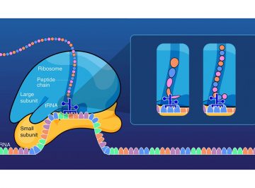 Nascent Polypeptides Stabilize Ribosomes for Uninterrupted Translation