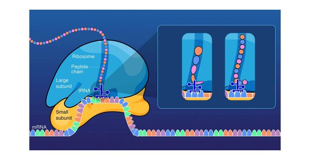 Nascent Polypeptides Stabilize Ribosomes for Uninterrupted Translation