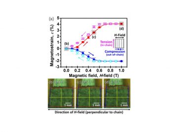 Large magnetostrains of Ni-Mn-Ga/silicone composite containing system of oriented 5M and 7M martensitic particles