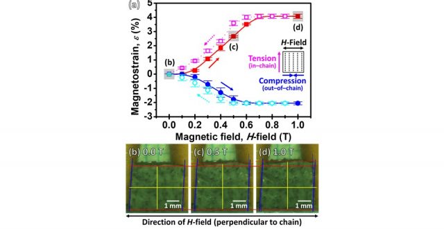 Large magnetostrains of Ni-Mn-Ga/silicone composite containing system of oriented 5M and 7M martensitic particles