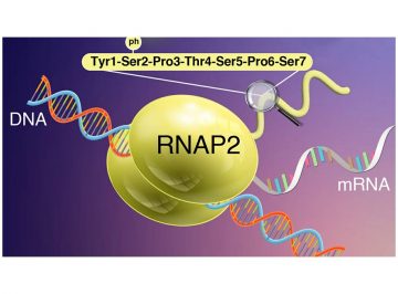 Caught on Camera: Live Imaging of Transcription Using Active RNA Polymerase II-Specific Probes