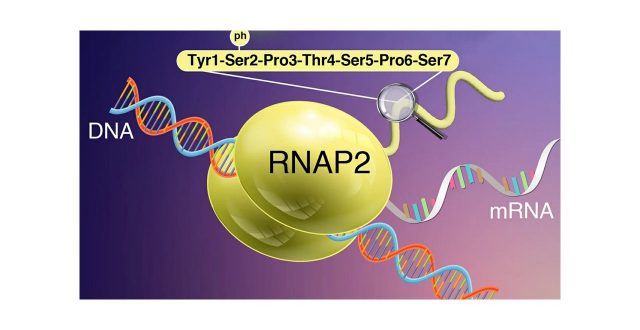 Caught on Camera: Live Imaging of Transcription Using Active RNA Polymerase II-Specific Probes