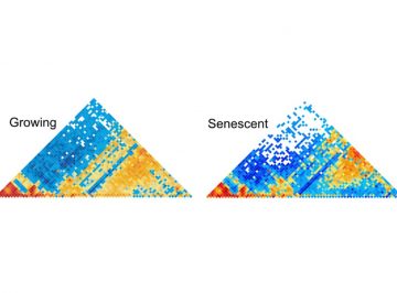 Locus-specific induction of gene expression from heterochromatin loci during cellular senescence