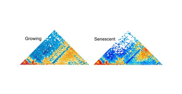 Locus-specific induction of gene expression from heterochromatin loci during cellular senescence