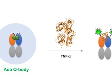 Quench-release-based Fluorescent Immunosensor for the Rapid Detection of Tumor Necrosis Factor-alpha