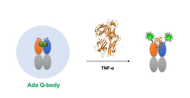 Quench-release-based Fluorescent Immunosensor for the Rapid Detection of Tumor Necrosis Factor-alpha