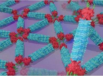 Decoding Protein Assembly Dynamics with Artificial Protein Needles