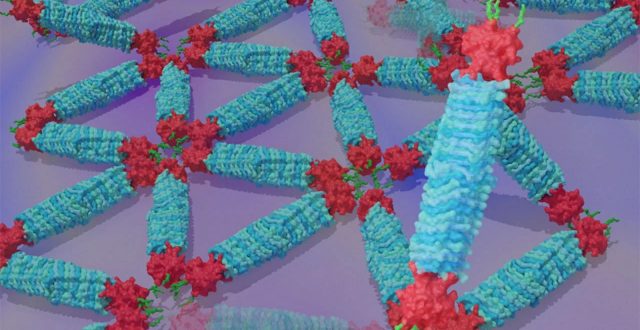 Decoding Protein Assembly Dynamics with Artificial Protein Needles