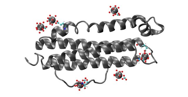 Interaction of Ferritin protein with plutonium and thorium