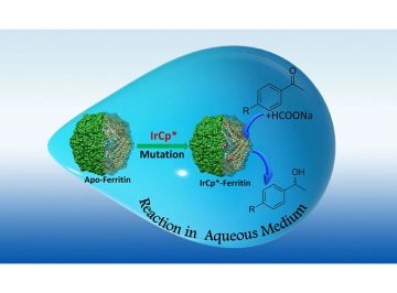 Cats in a Cage: Novel Hybrid Nanocages for Faster Catalysis