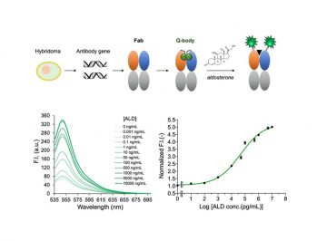 Quick and Sensitive Fluorescent Immunosensor for Detecting the Mineralocorticoid Steroid Hormone Aldosterone