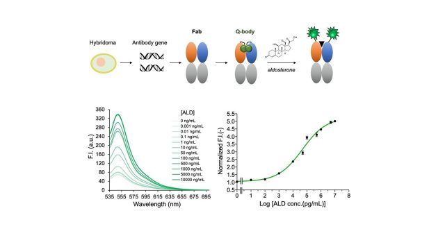 Quick and Sensitive Fluorescent Immunosensor for Detecting the Mineralocorticoid Steroid Hormone Aldosterone