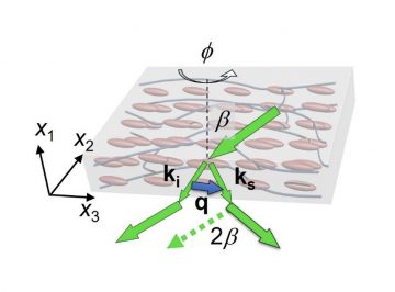 【Research Paper】”On the origin of elasticity and heat conduction anisotropy of liquid crystal elastomers at gigahertz frequencies”