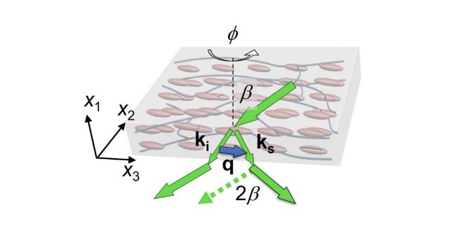 【Research Paper】”On the origin of elasticity and heat conduction anisotropy of liquid crystal elastomers at gigahertz frequencies”