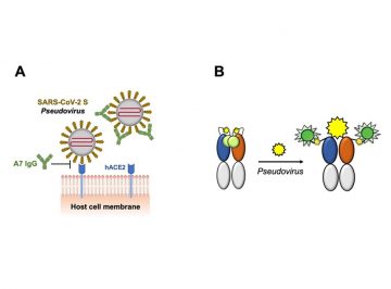 A human SARS‐CoV‐2 neutralizing antibody and its conversion to fluorescent biosensors