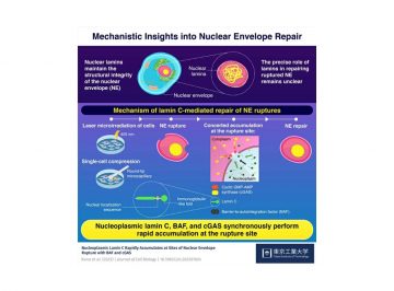 Lamin C Facilitates Repair of Damaged Nuclear Envelope in Human and Mouse Cells