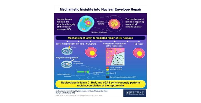 Lamin C Facilitates Repair of Damaged Nuclear Envelope in Human and Mouse Cells