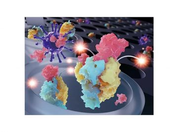 Quenchbody Immunosensors Pave the Way to Quick and Sensitive COVID-19 Diagnostics