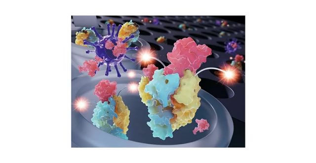Quenchbody Immunosensors Pave the Way to Quick and Sensitive COVID-19 Diagnostics