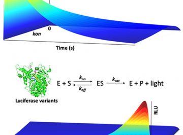 【論文】Non-Steady State Analysis of Enzyme Kinetics in Real Time Elucidates Substrate Association and Dissociation Rates: Demonstration with Analysis of Firefly Luciferase Mutants