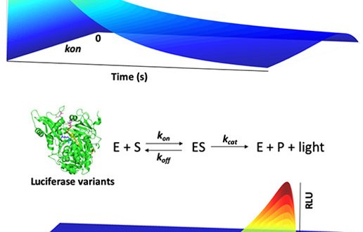 【論文】Non-Steady State Analysis of Enzyme Kinetics in Real Time Elucidates Substrate Association and Dissociation Rates: Demonstration with Analysis of Firefly Luciferase Mutants