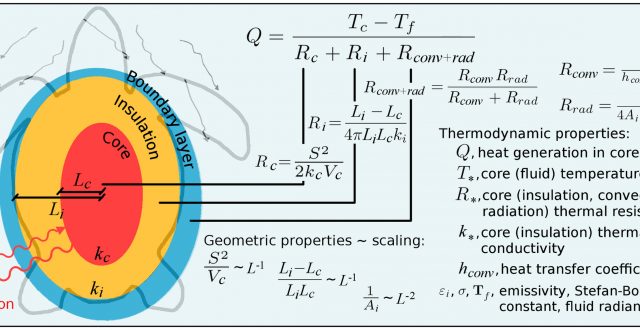 【論文】Thermodynamic constraints and the evolution of parental provisioning in vertebrates