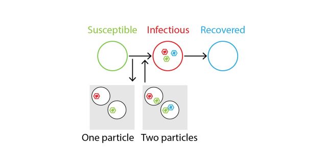Why multipartite viruses infect plants rather than animals (Petter Holme特任教授)