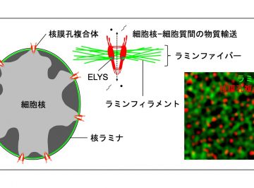 動物細胞の核膜における核膜孔複合体とラミンの結合の定量解析に成功