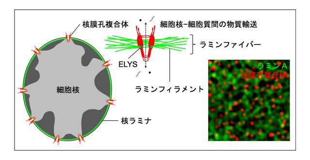 動物細胞の核膜における核膜孔複合体とラミンの結合の定量解析に成功