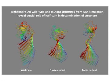 アルツハイマーAβ線維における“half-turn”構造の重要性