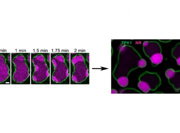 相分離による細胞膜の「濡れ」が植物の種子形成に重要であることを発見