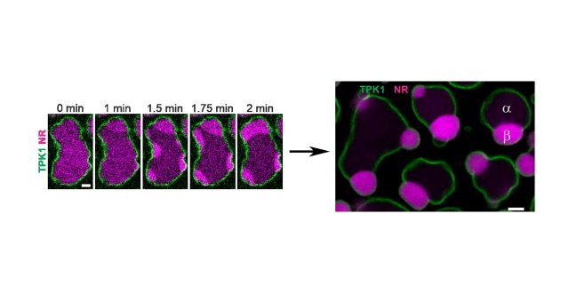相分離による細胞膜の「濡れ」が植物の種子形成に重要であることを発見