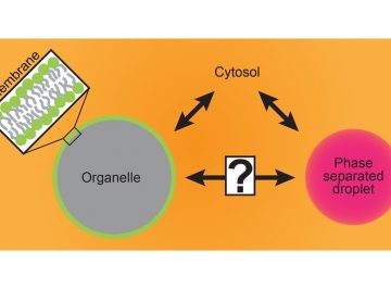 【総説】細胞内における「濡れ」は膜とタンパク質と液滴の接触によって生理的な機能を様々持つと主張