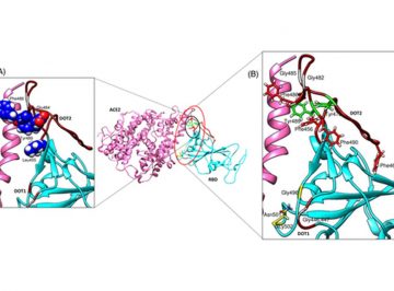 【論文】Tackling Covid-19 using disordered-to-order transition of residues in the spike protein upon angiotensin-converting enzyme 2 binding