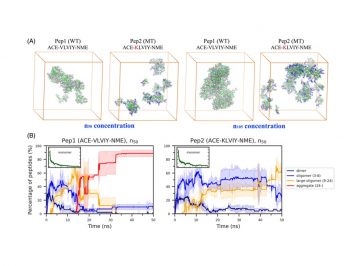 【論文】Effect of Charged Mutation on Aggregation of a Pentapeptide: Insights from Molecular Dynamics Simulations